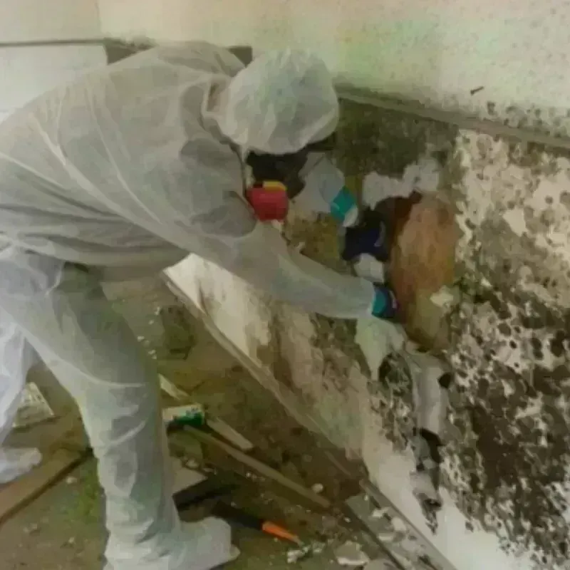 Mold Remediation and Removal in Pandora, OH